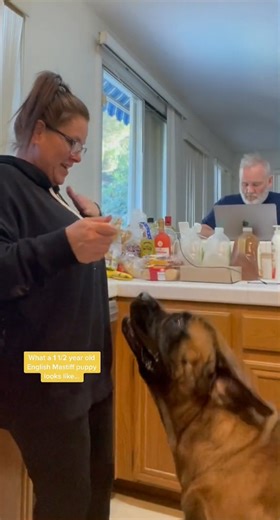 136K views · 3K reactions | Throwback to What a 1 Year Old English Mastiff Puppy Looks Like #doglovers #puppyvideo #funnydogs #dogs #mastiff #dogsofinstagram #bigdogs #bigdog #bigdogsofinstagram #mastiffsofinstagram #englishmastiff #bigbowser #gentlegiant #cutedogs #funnydog #dogvideos | Bowser The Giant Mastiff | Facebook