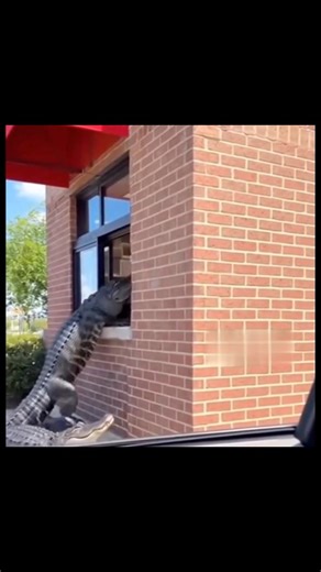 Alligator through the wind0w 🤔 | Nkechi's Page