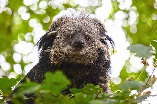 It's nicknamed the 'bearcat', smells like popcorn and lives in trees – meet the baffling binturong | Discover Wildlife