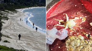 Deadly creature found at popular Sydney beach sparks fear