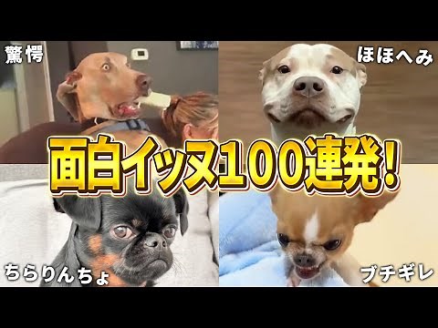 【殿堂入りおもしろ犬】ツッコミどころ満載なおもしろ犬動画50連発！Part4（鳴き声、しゃべる、子犬、かわいい、面白い、吠える）