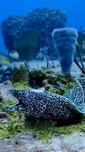 52 reactions | Ever seen a spotted moray eel swimming out in the open...