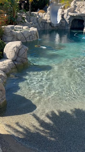 This is darling Junior about the fourth or fifth time I’ve thrown this out into the pool. Actually that video that went the first is in my comment video. It went farther than usual he didn’t see it going, but he did find it went and brought it back to me and of course, dropped it right outside the pool. What a fun, good little guy and still a puppy and still available.!!! | Mockingbird Hills Jack Russells