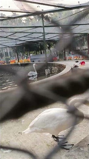 The green view golf resort #shortvideo