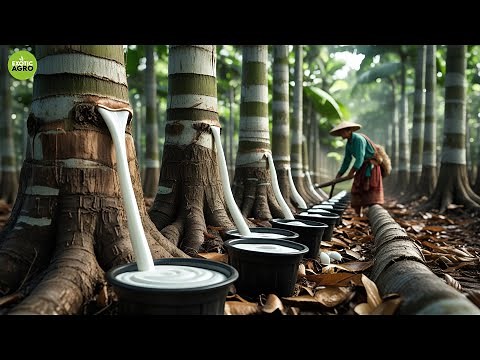 How Rubber Is REALLY Made! Harvesting Processing Latex from Trees