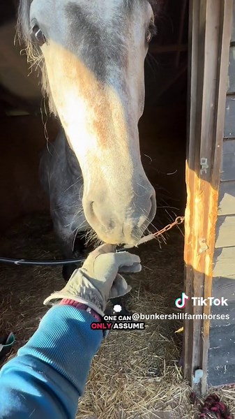 Attacked While Riding My Horse: Safety Gear Essentials