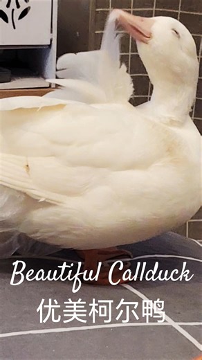 cute beautiful Callduck 可爱优美柯尔鸭