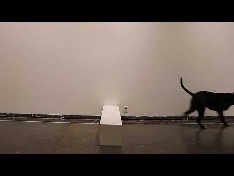 Dog Jumping Over Raised Platform ~ Animation Reference Footage