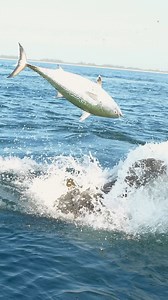 4.7M views · 22K reactions | When a 500lb grouper pops a 20lb bonito out of the water #blacktiph #fishing #goliath #grouper #saltwaterfishing #pennfishing #giant #fish #bait #finnor #pop #outdoors #angler #angling #plano #berkleyfishing | BlacktipH | Facebook