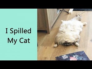 40 Hilarious Moments That Made People Say “What’s Wrong With Your Cat?”