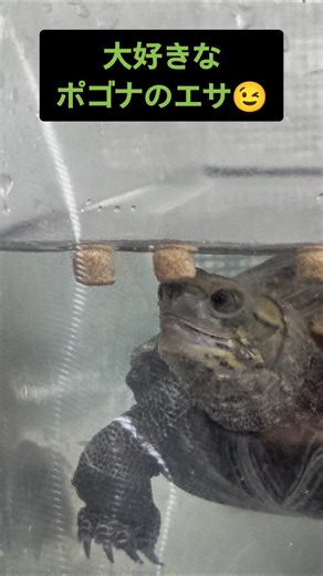 How fast a female Japanese pond turtle eats #JapanesePondTurtle #TurtleObservation #TurtleWatching