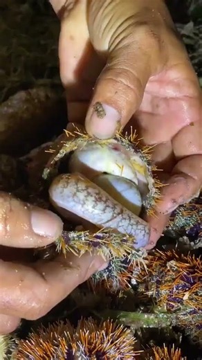 You Won’t Believe What Was Hiding Inside This Sea Urchin!