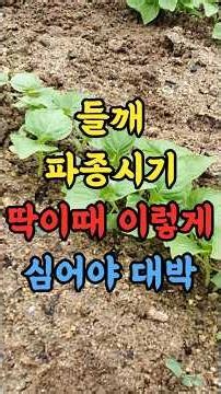 The Perfect Time and Way to Plant Perilla Seeds for a Massive Harvest