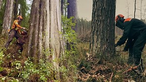 Extreme Chainsaw Power Taking Down Giant Trees