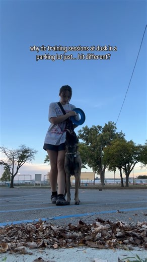 Jäger (YAY-ger) on Instagram: "I’ve been slowly reinforcing a better head placement with Jäger’s heel and i swear i see amazing progress every single time. #maligator #malinois #belgianmalinoisofinstagram #malinoisofinstagram #belgianmalinois #malinoislovers #maligatorsofinstagram"