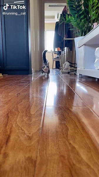 Its tail may be used to receive signals 🐈✨#cat #catlover #catsoftiktok #pet #petlover #kitten #foryou #fyp #foryoupage #catwalk