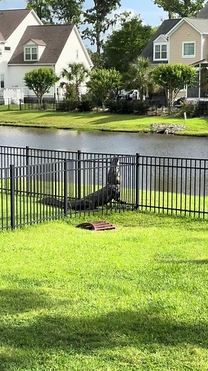 Adorable Alligator in a Backyard - Not in Florida!