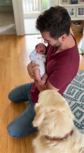 golden retriever meets baby