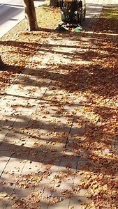 9.7K views · 106 reactions | With the Lynx 2000, removing autumn...