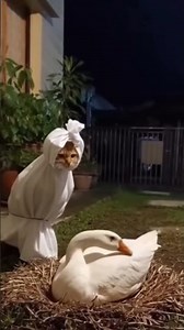 cat vs swan #cat #cats #swan #shortvideo #shorts #short #shortsvideo #funny #funnycats