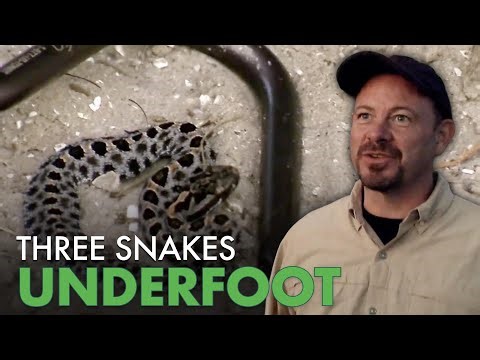 Hunting Floridas Deadliest Pygmy Rattlesnakes | Python Hunters
