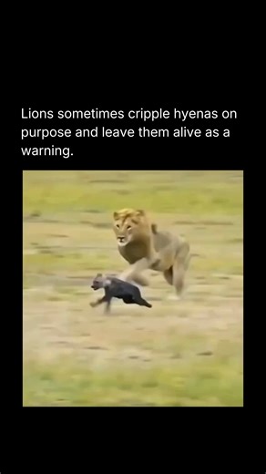 Facts | News | Entertainment on Instagram: "Lions and hyenas are locked in one of Africa’s most intense rivalries. They compete for the exact same prey, scavenge each other’s kills, and constantly test territorial boundaries. Because of this, lions do not just chase hyenas away. They sometimes go much further. Wildlife researchers have observed lions deliberately targeting hyenas with crippling bites to the spine, hips, or hind legs. The goal is not always to eat them. In many cases, the lion si