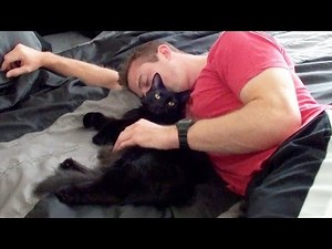 Laundry Day with Cats!