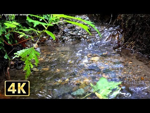 【4K】 sleep introduction natural sound "60 minutes" flow of spring water (working BGM)