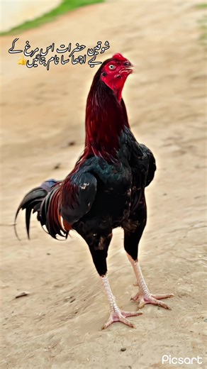 Naming Suggestions for the Unique Bird