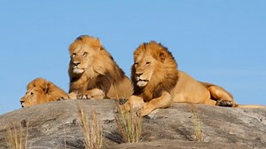 Man, Walking, Hiking, Lonely