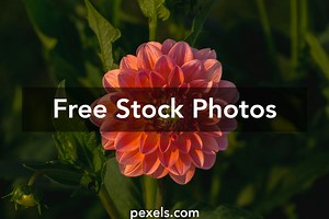 Free White Photography Background Photos