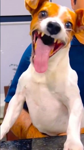 Top 5 Funniest Dog Laughing 🐶😂 funny dog videos #shorts #dog #funny #fun #cat #usa #shortvideo