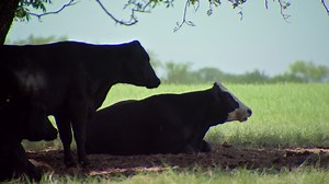 Extreme Heat Drying Up Pastures, Forcing Ranchers Across Texas to Sell Livestock