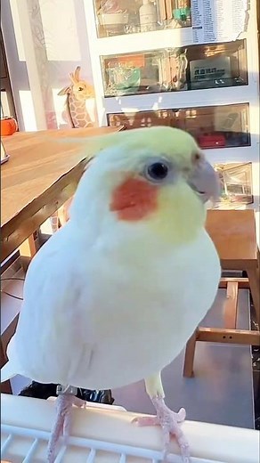 Adorable Cockatiel Jerry's Cute Singing and Dancing Moments 😍🎶🦜 #cockatielscraze #birdsinging