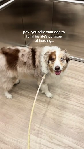 Australian Shepherd Herding in Colorado