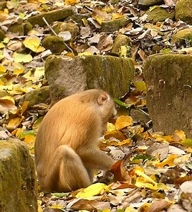 LovelyHeart..! Handicapped Male Monkey trying help little monkey to have swee-t time. #babymonkeynow | Baby Monkey Now