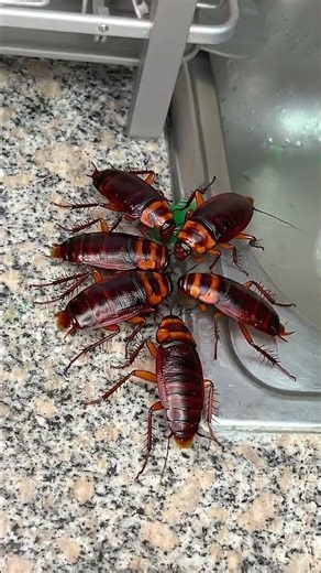 Goodbye Pests in 24 Hours! 🪳 Fail-Proof Homemade Trick #Shorts