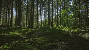 Slowly moving through a green forest - Free Stock Video