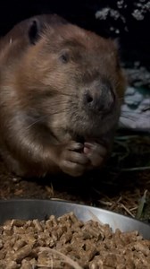 Update from the den: Hudson the beaver has officially approved the new bowl placement. Because when you're this charming and particular, only the perfect snack setup will do. After relocating his dish to a more suitable spot (inside the den, of course), Hudson is now savoring his well-earned snacks like the distinguished gentleman he is. 📹: Keeper Miranda | Northwest Trek Wildlife Park