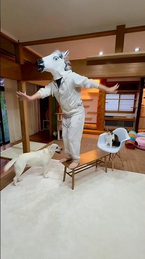 飼い主を冷めた目で見る犬と猫 #shorts #サカナクション #夜の踊り子 #ベルとスノーとジンk2 #k2ファミリー