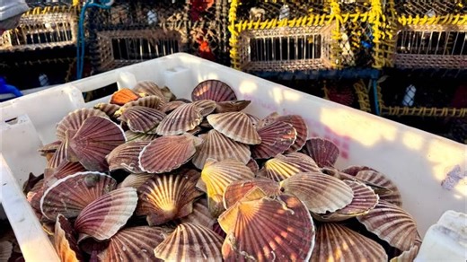 Commercial Fishing - A Day in the Life of a Commercial Scallop Fisherman | The Fish Locker | Fishtek Marine