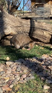 A BTS look into our bobcat habitat this Sunday! 😼 It's nice to see Clarence in an expansive habitat and not a small cage because for so long that wasn't the case. 💔⁠ ⁠ Clarence was rescued from a fur farm in Ohio in 2015. But Clarence was kept at the farm for a different purpose. He was kept in a small cage so the owners could harvest his urine, which was sold to market and used by hunters. Believe it or not - this was a legal operation! ⁠ ⁠ Clarence and a black bear living at the farm were se
