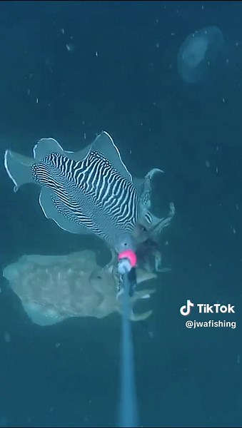 🐙 Cuttlefish in the UK \t1.\tCommon species: The common cuttlefish (Sepia officinalis) is the species most often found around UK waters, especially in the English Channel and southern North Sea. \t2.\tUK habitat: They prefer sandy and muddy seabeds, often found in shallow coastal waters during warmer months and migrate to deeper offshore waters during winter. \t3.\tUK fishery: The UK has a sizable cuttlefish fishery, especially around the south coast (e.g., Weymouth, Brixham, and Newlyn). They 