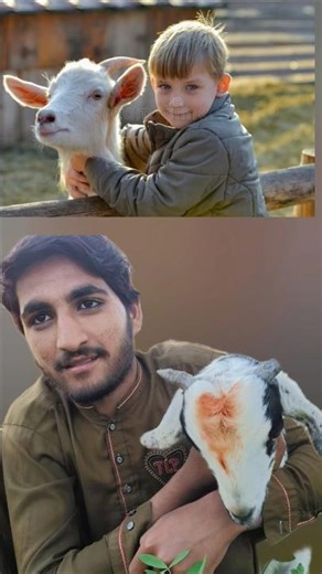 Part 229 😻🤣😍 Show it to the cutest person #goat #cuteanimal #babylamb #cutefarmanimal #cute #animals