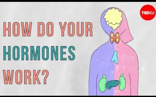 【Ted-ED】激素的运作原理 How Do Your Hormones Work