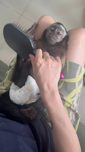 Capu’s ears look like a little piggy’s! 🐷 So cute!”#pets #capuchinmonkey #capuchinmonkey #cute #love | Moneky Capu