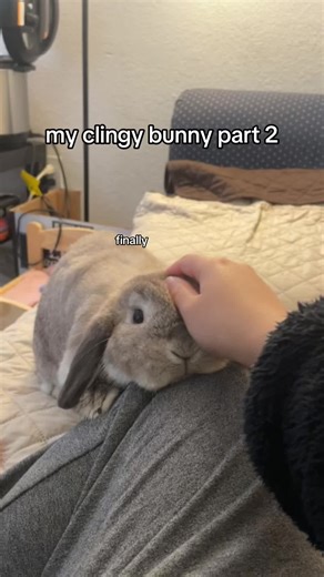 Clingy Bunny Demanding Cuddle Time