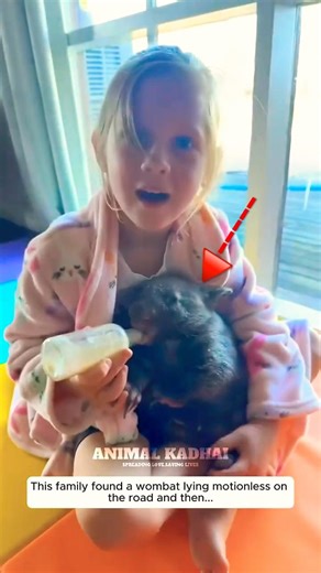 அட பாவிகளா 😭 பாவம்ங்க இந்த உயிர் #rescue #wombats #animalrescue #animals