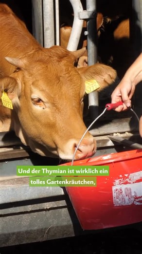 die grüne on Instagram: "Superheld Thymian stärkt und heilt Kuh und Kalb 🐮 Im Winter sind die Tiere häufiger im Stall. Thymian kann ihr Immunsystem stärken, sie vor krankmachenden Keimen und Durchfall schützen. Bei Husten dürfen Kuh und Kalb die Dämpfe inhalieren. 👉🏻 Mehr Infos gibt es auf unserer Webseite: diegruene.ch/heilkraeuter #thymian #tiergesundheit #kräuterwissen"