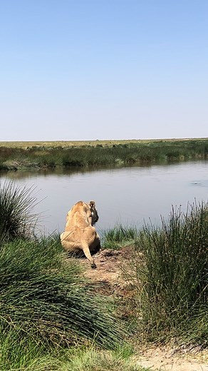 #endonezya #elephant #dancer #insialcrush #animals #tik #instagram #photomagic #photography #ngorongoro #mogadishu #tanzania #zimbabwetiktok🇿🇼🇿🇼🇿🇼🇿🇼